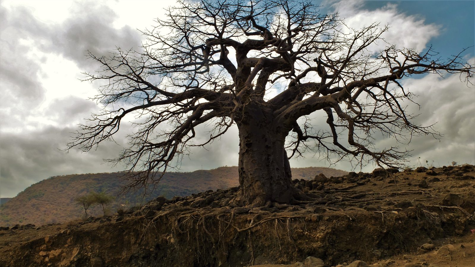 Baobab tree in Tanzania